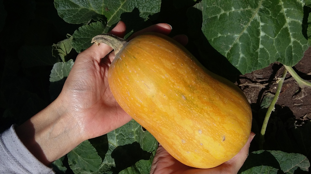 Zapallo anco de nuestra huerta
