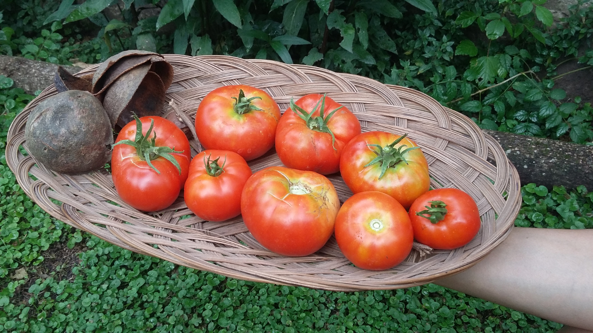 Cosecha de tomates