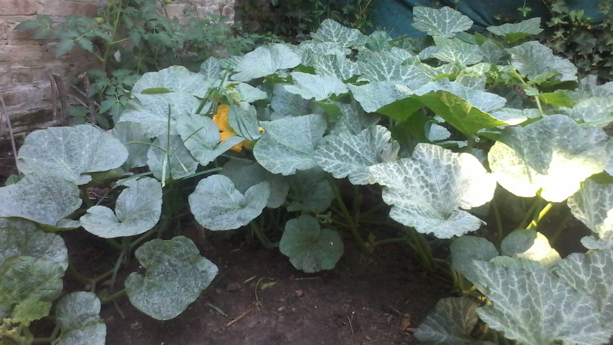 Planta de zapallo anco