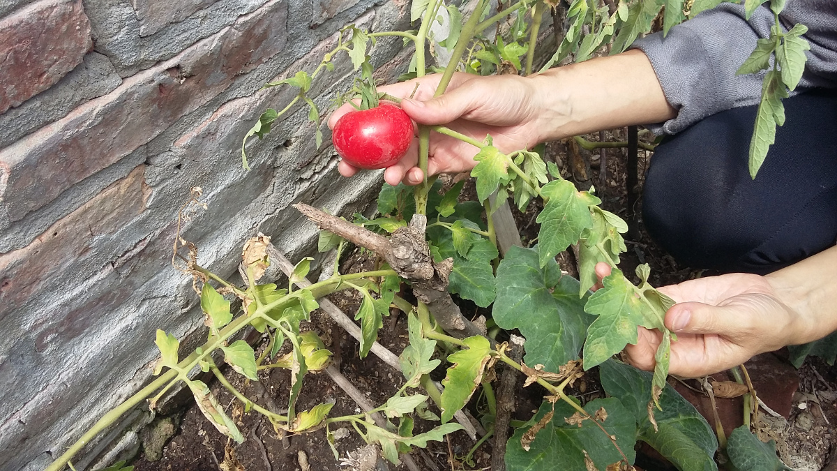 Tomate maduro de nuestra huerta
